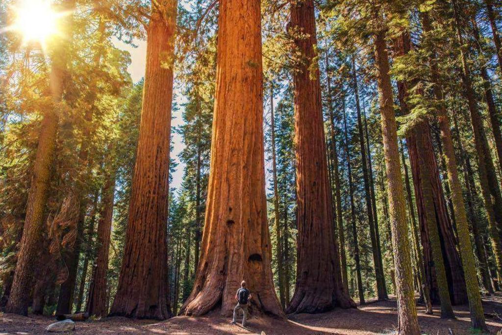 a person standing in front of two giant trees at The Sequoia Hut! in Three Rivers