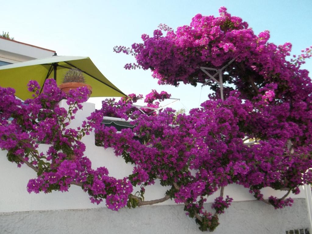 Un mazzo di fiori viola su un muro con un ombrello di Hotel Villa Cecilia a Ischia