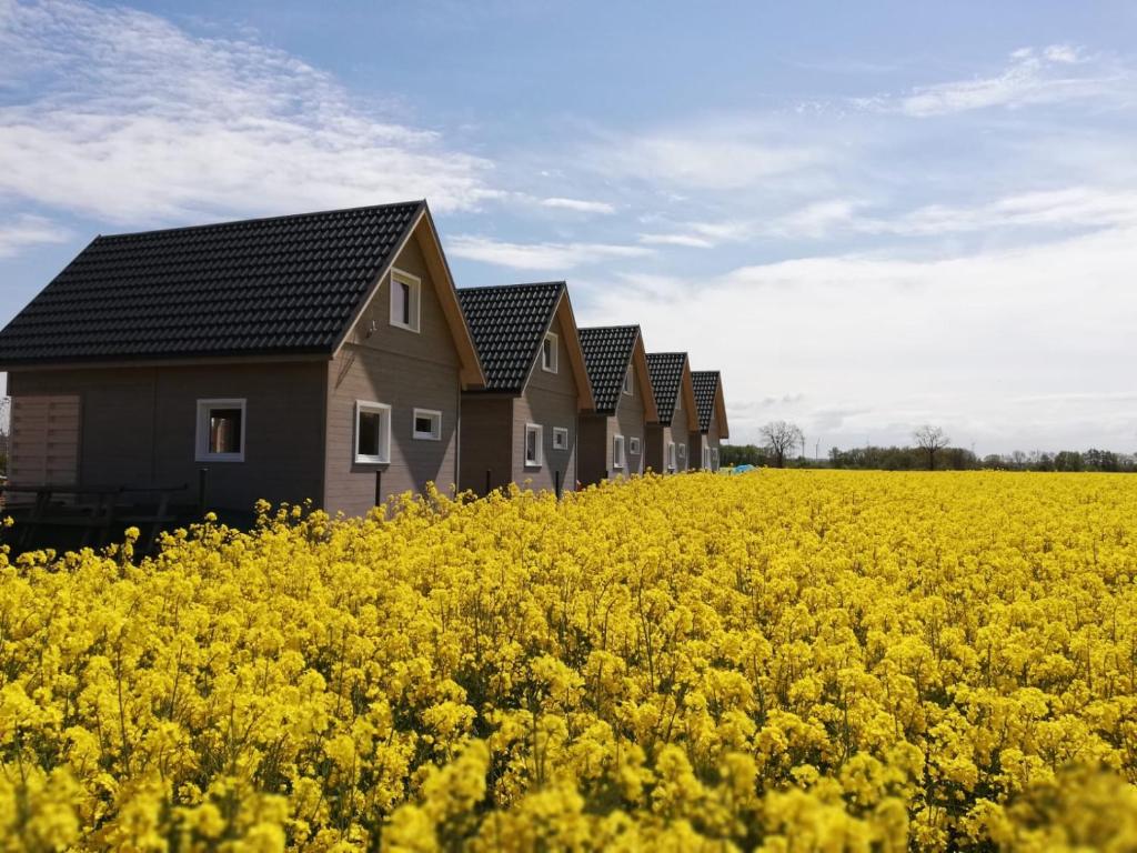 una fila de casas en un campo de semillas de colza en Domki Weekend, en Rusinowo