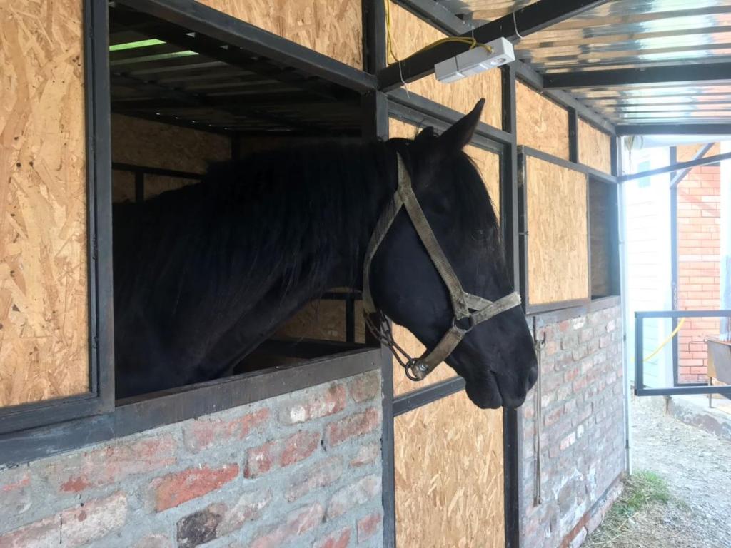 Zvířata v hotelu nebo okolí