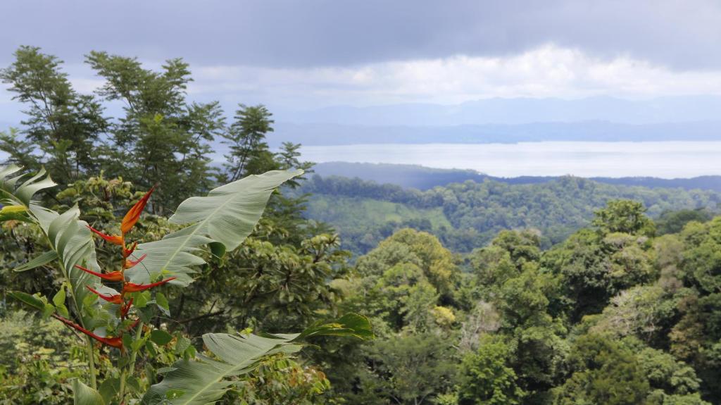 a view of the forest from the top of a mountain at Finca Sueno de Osa in Puerto Jiménez