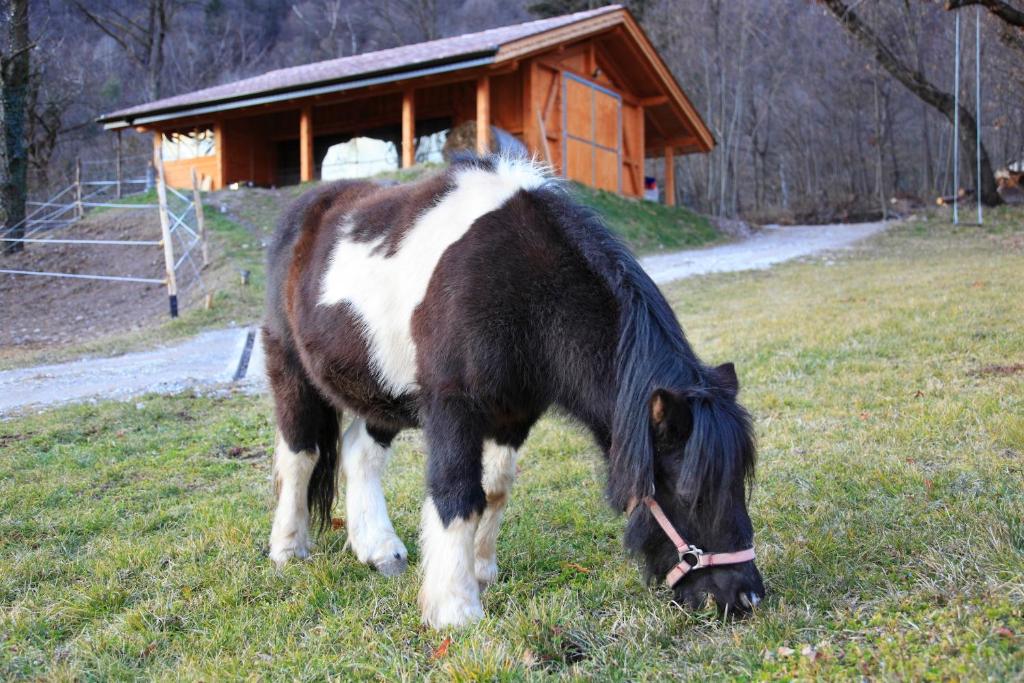 Zvířata v venkovského domu nebo okolí