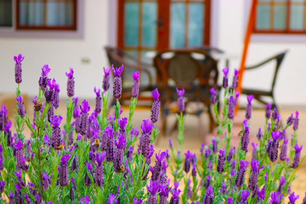 un montón de flores púrpuras delante de una casa en Hotel Boutique Solaz Bella Vista de Colchagua, en Santa Cruz