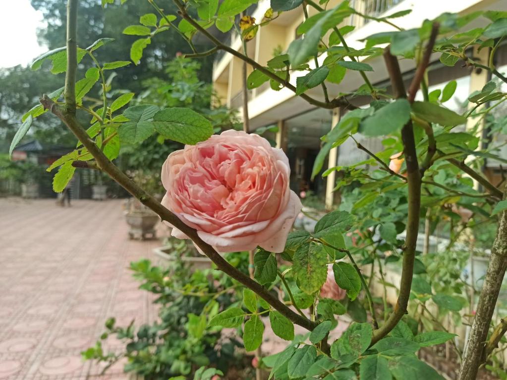 Zahrada ubytování AKU HOUSE Villa Ao vua