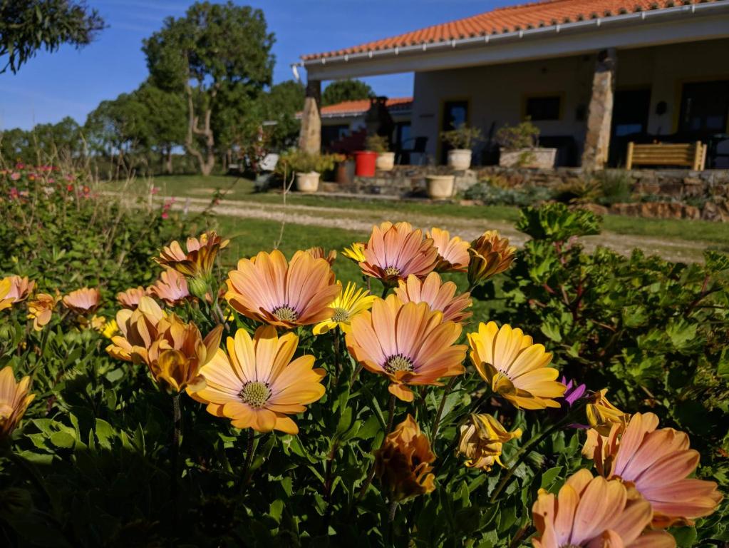 un montón de flores amarillas y rosas en un patio en Quinta Reuffurth en Aljezur