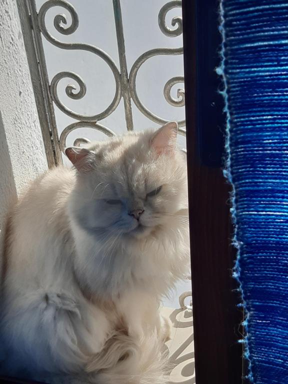O animal ou animais de estimação com os hóspedes em Hotel Casa Miguel