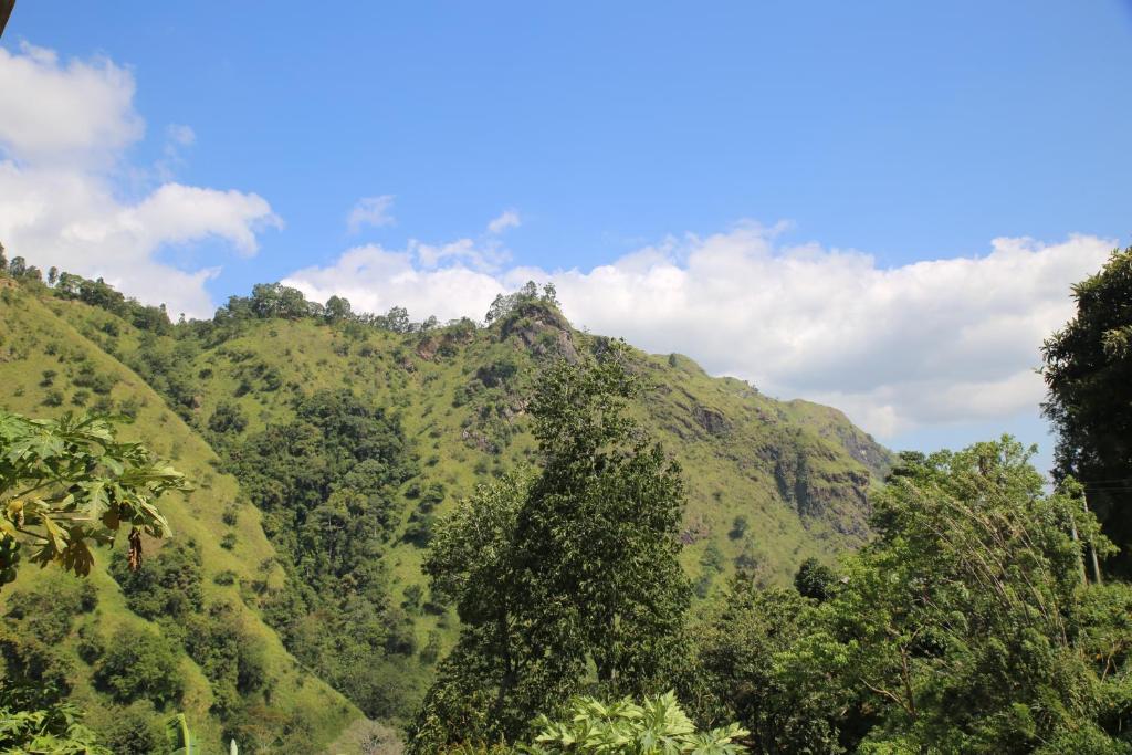 a lush green hillside with trees on it at Ella River Face Inn in Ella