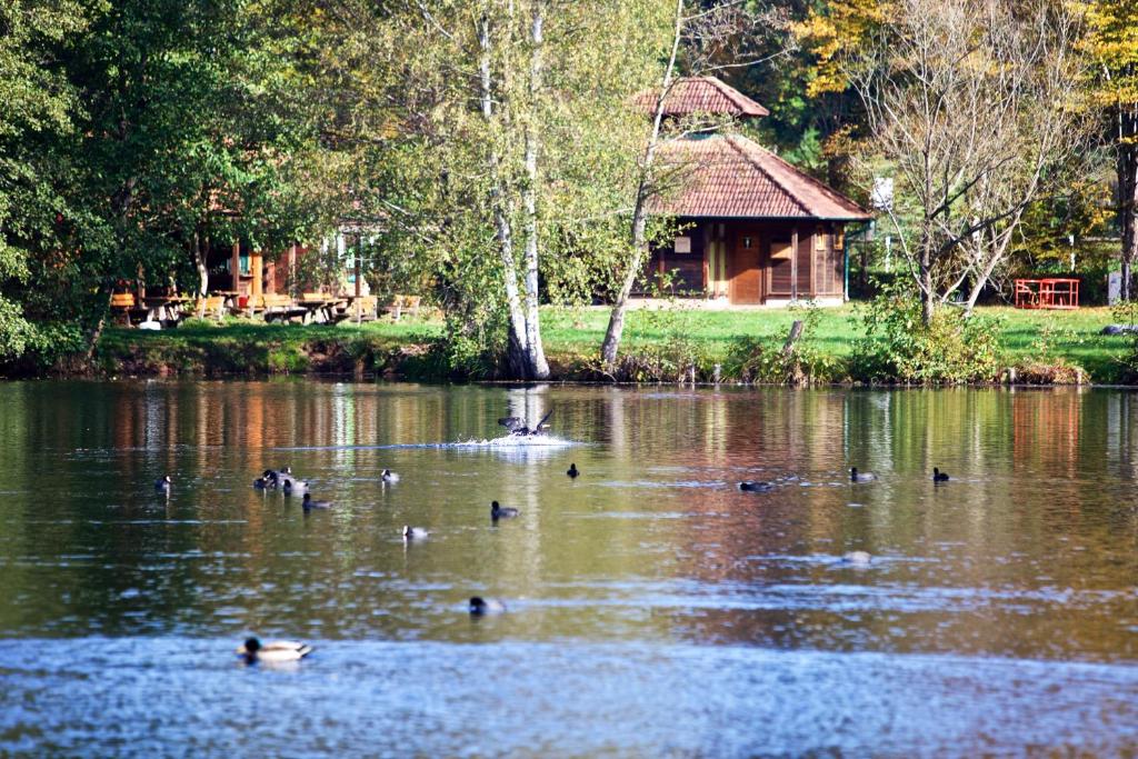 a group of ducks swimming in the water in front of a cabin at Felsenland Apartment in Ludwigswinkel