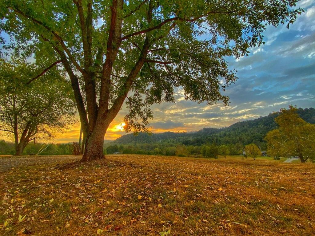 a tree in a field with the sunset in the background at The Barrel House Bed & Breakfast in Loretto