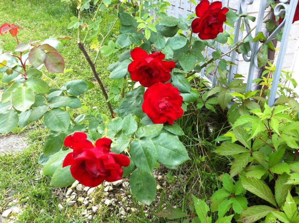 Zahrada ubytování B&B Cherry En Rose