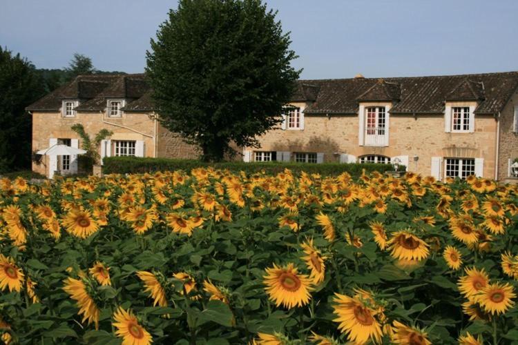 een veld met zonnebloemen voor een gebouw bij Domaine des Hirondelles in Saint-Vincent-de-Cosse
