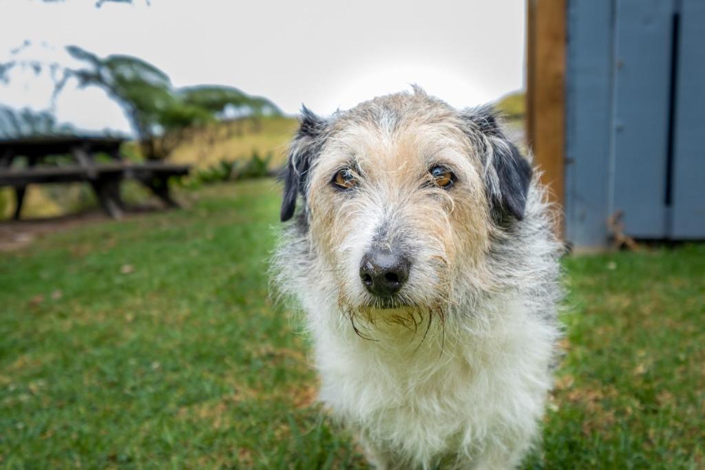 Domácí mazlíčci ubytovaní s hosty v ubytování Kiwi Call Cottage