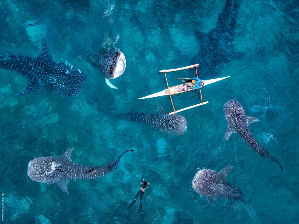 Magical French Polynesia Islands You Need to Discover - Bon Vita Ocean, Reef sha