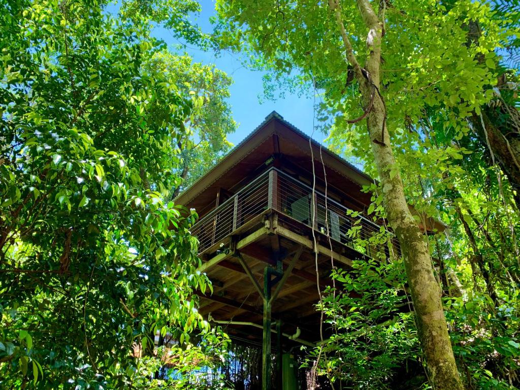 a tree house in the middle of the forest at Cairns Rainforest Retreat in Cairns