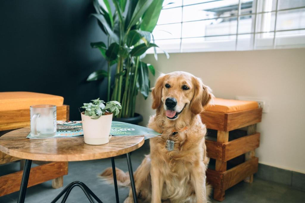 Domácí mazlíčci ubytovaní s hosty v ubytování Draper Startup House ,Koramangala