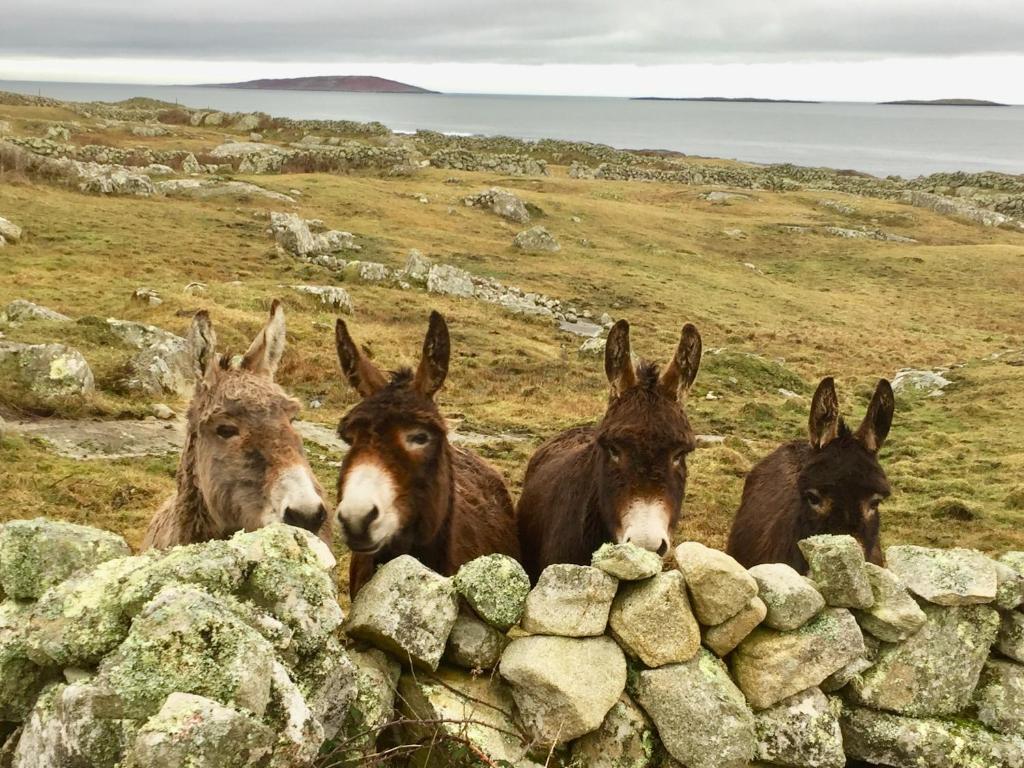 Altri animali domestici presso il campeggio o nei dintorni