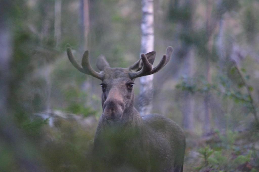 Wildlife Sweden Camp Ängra