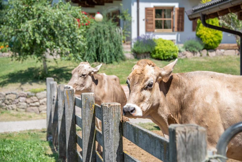 Zvířata v apartmánu nebo okolí