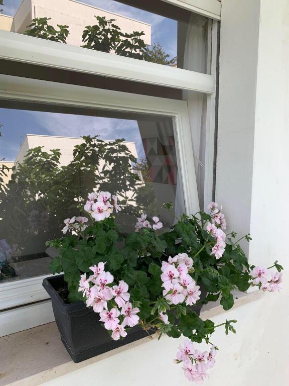 a pot of pink flowers sitting on a window sill at Villa Jolanda in Citta' Sant'Angelo