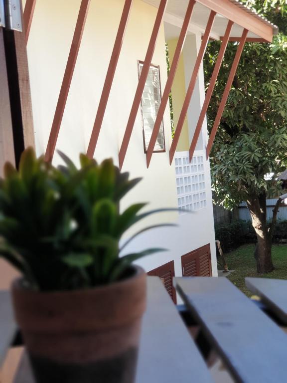 a potted plant sitting on top of a table at ฮักเคียงโขง HUG Khieng Khong Nongkhai Hostel in Nong Khai