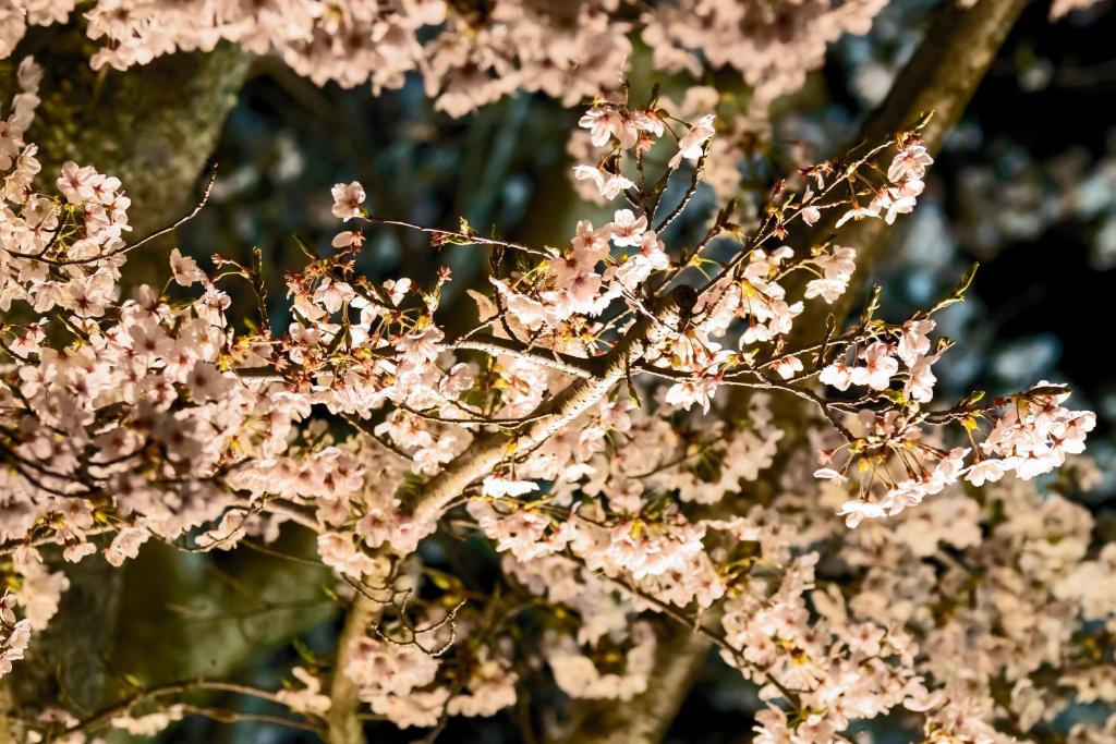 Fotografie z fotogalerie ubytování Temple-stay WAQOO Mii-dera v destinaci Ocu