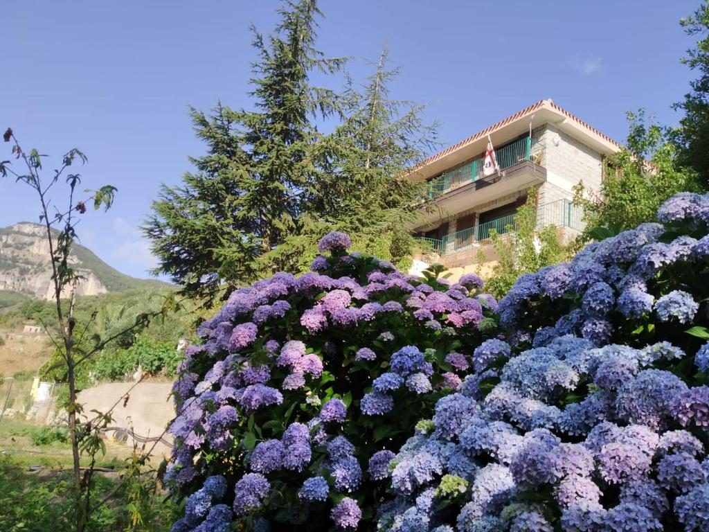 Zahrada ubytování B&B Taccu Maccu
