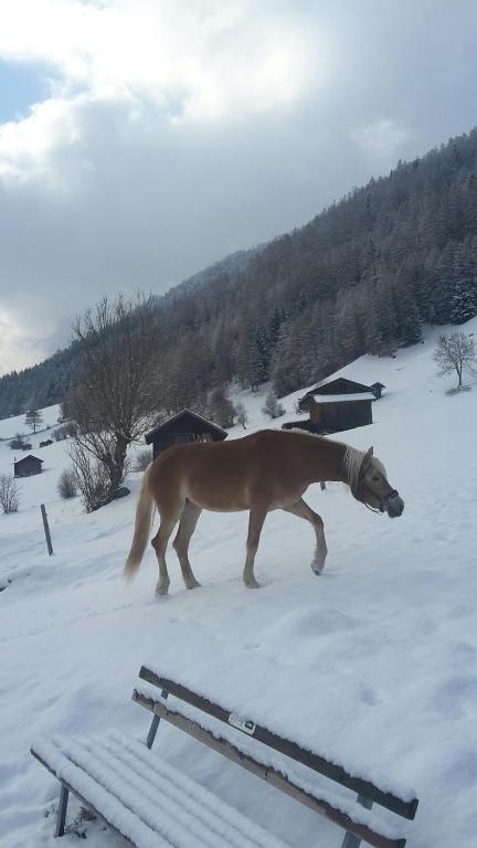 Állatok az apartmanban vagy a közelben