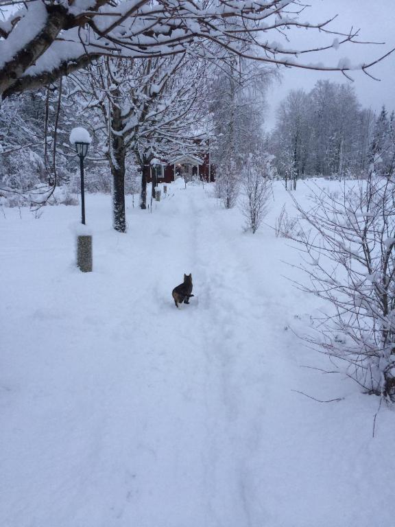 Stensholms Trädgård v zimě