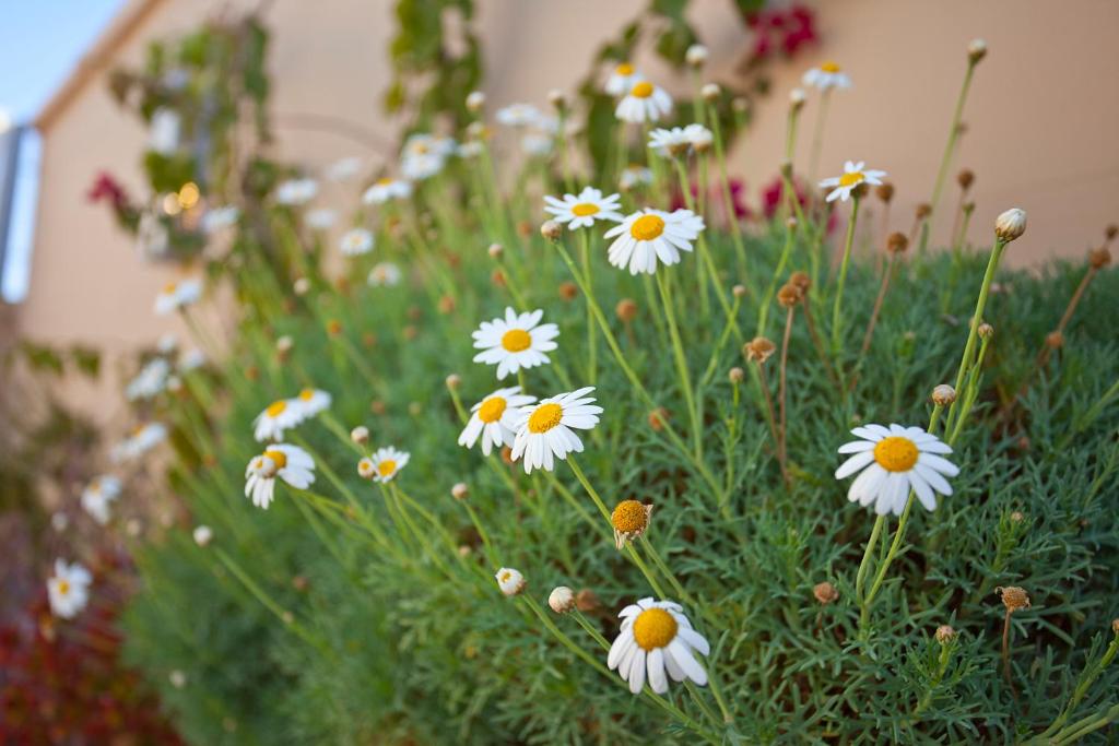 Zahrada ubytování Riad AL RIAD