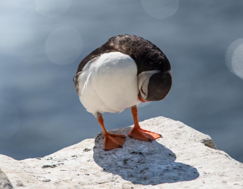 Zvířata v hotelu nebo okolí