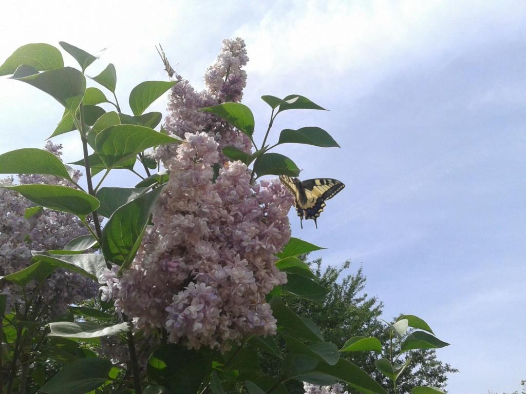 Ogród w obiekcie Paradiso