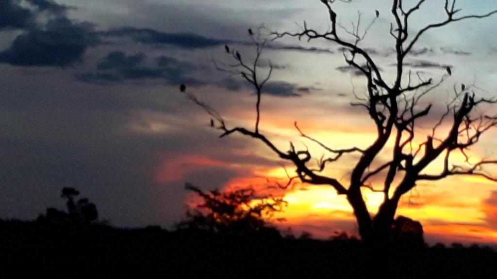  ocelotnatur Pantanal camping do Lino