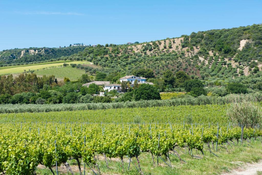 a vineyard in the hills with a house in the background at Dattilo in Torre Melissa