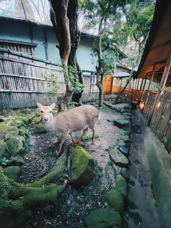 a deer standing in a yard next to a fence at Tsukihitei in Nara