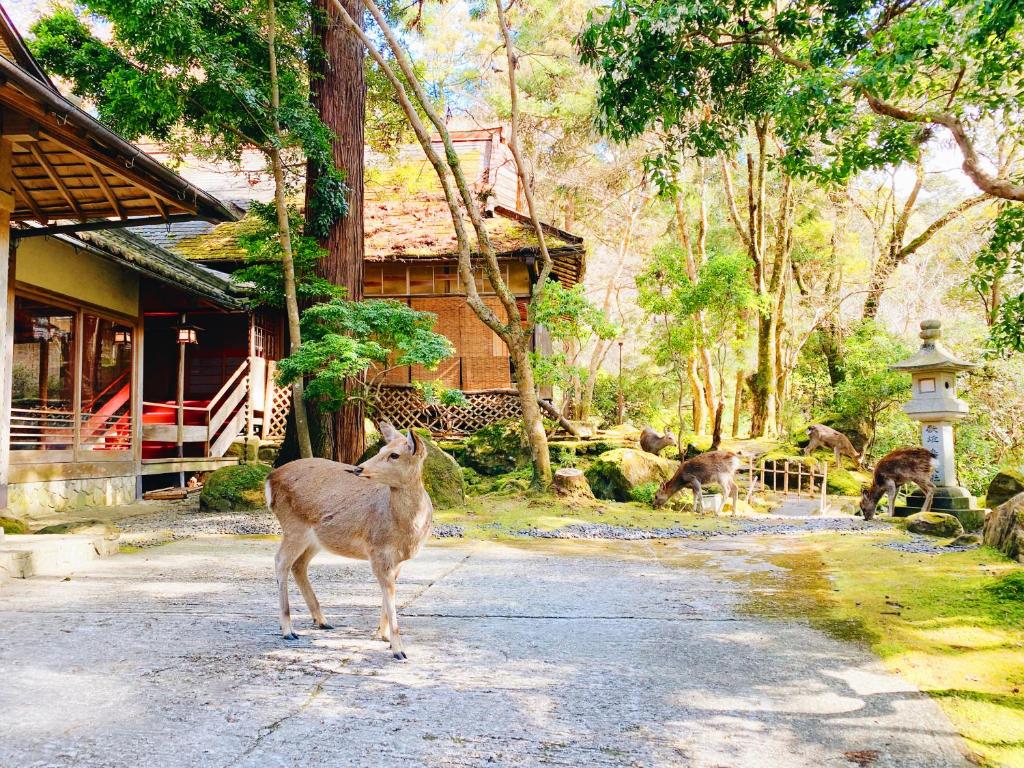 a deer standing in the street near a house at Tsukihitei in Nara