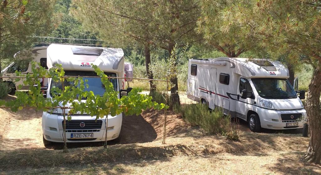 Zahrada ubytování AGRiCAMPiNG POGGiO Ai PiNi WiNE CAMPiNG