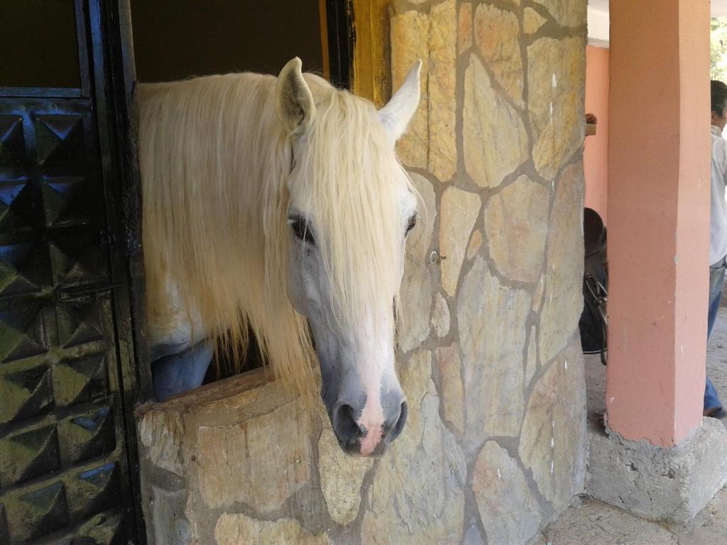 Kép Oranj Ranch Hotel szállásáról Kemerben a galériában