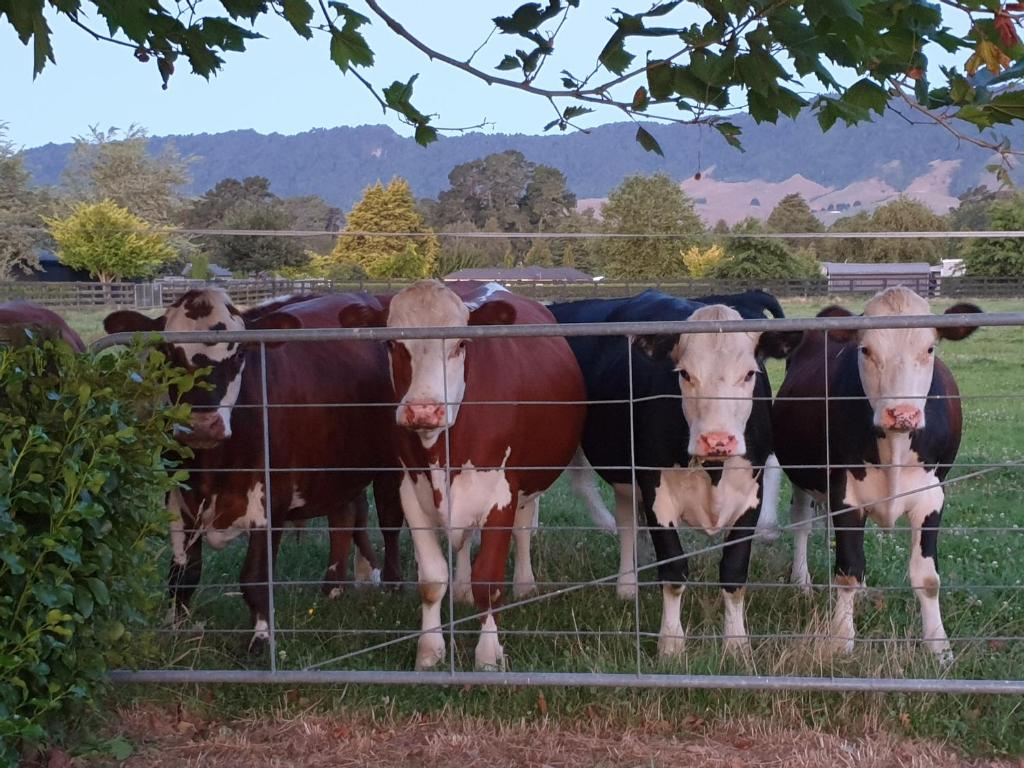 Okauia House, Matamata - Resim 36