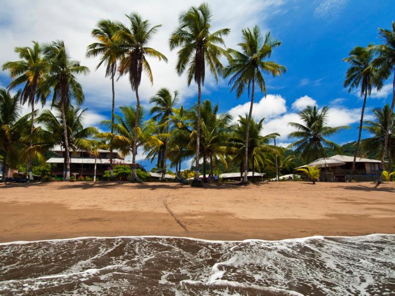 a beach with palm trees and the ocean at Playa de Oro Lodge in Bahía Solano