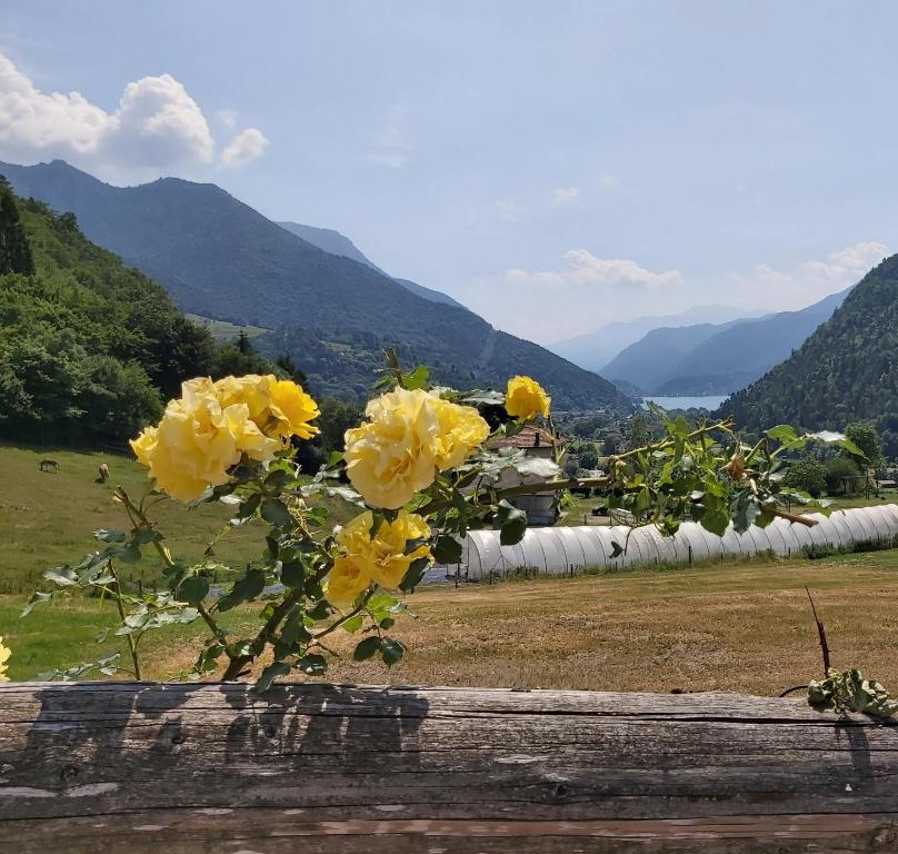 um ramo de flores amarelas sentado em cima de uma cerca em Agritur LA DASA em Ledro