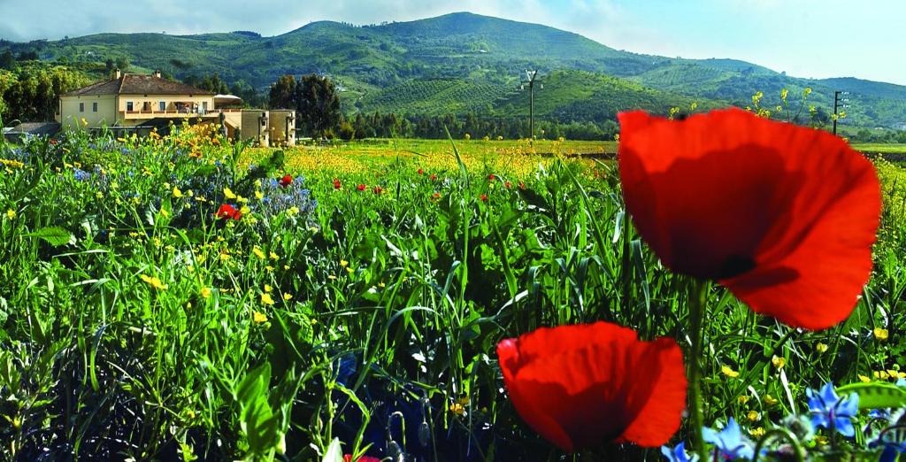 Imagen de la galería de Agriturismo La Petrosa, en Ceraso