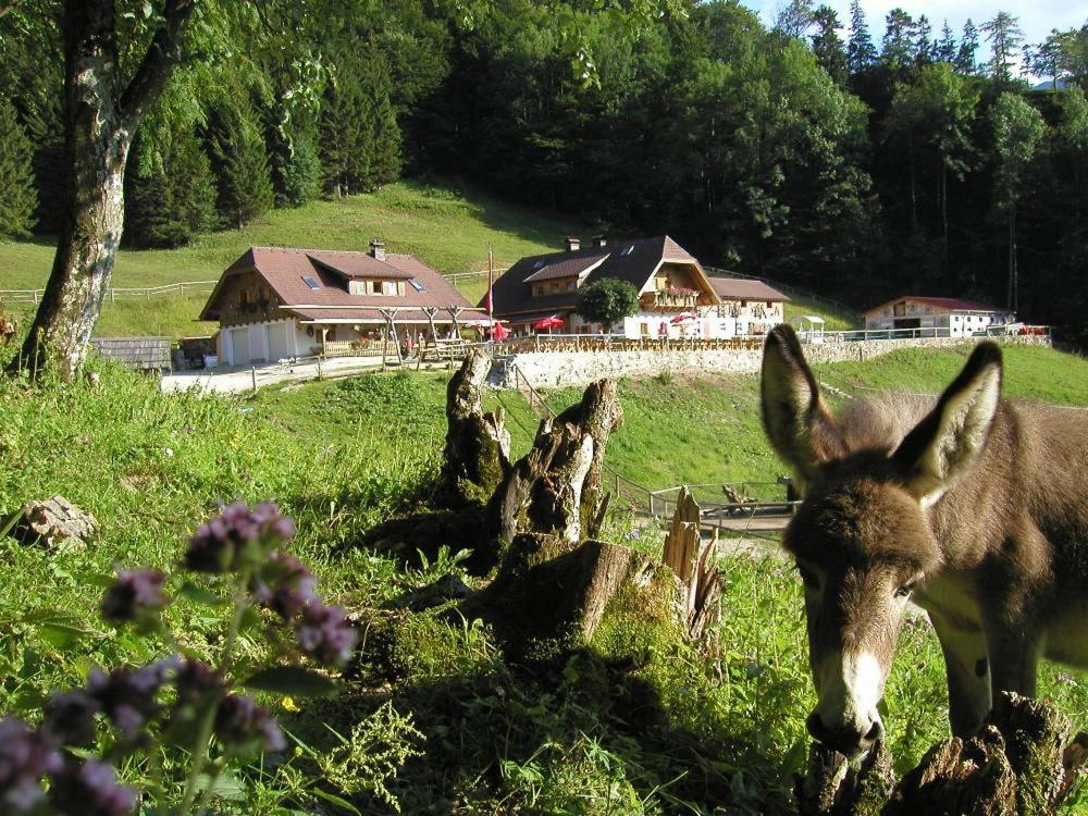 un âne debout dans l'herbe dans un champ dans l'établissement Ferienwohnung Hochsteinalm, à Traunkirchen