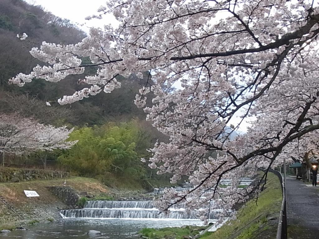 ホテルの近くで見られる自然の景観