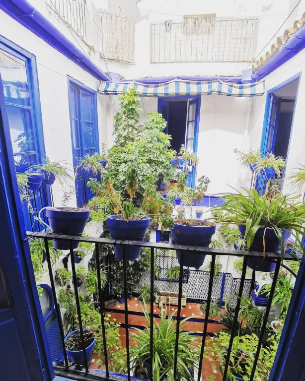 un balcone con un mucchio di piante in vaso di The Dreamers&Co a Cordoba