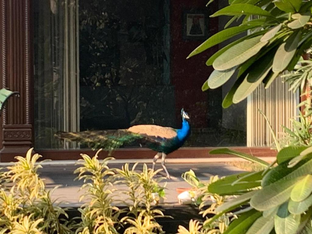 The Radha Ashok - Chalet Superiore