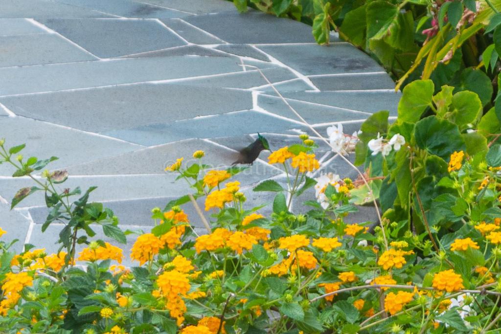Giardino di The Harbour