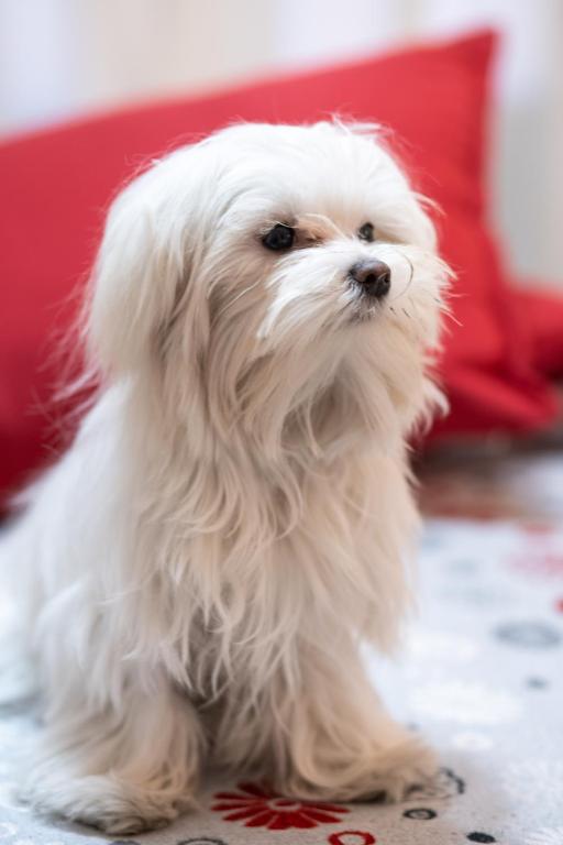 The Place In Rome Guest House