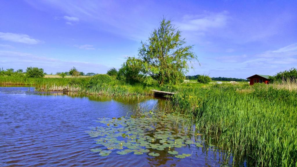 een waterlichaam met een boom en wat gras bij Ferien am Biotop in Rodenäs