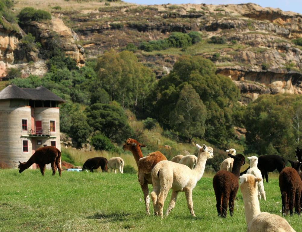 a herd of llamas and horses grazing in a field at Fairview Estates in Fouriesburg