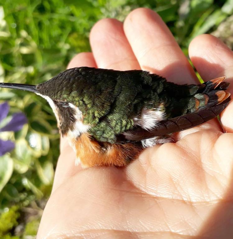 Zvířata v penzionu – hostince nebo okolí
